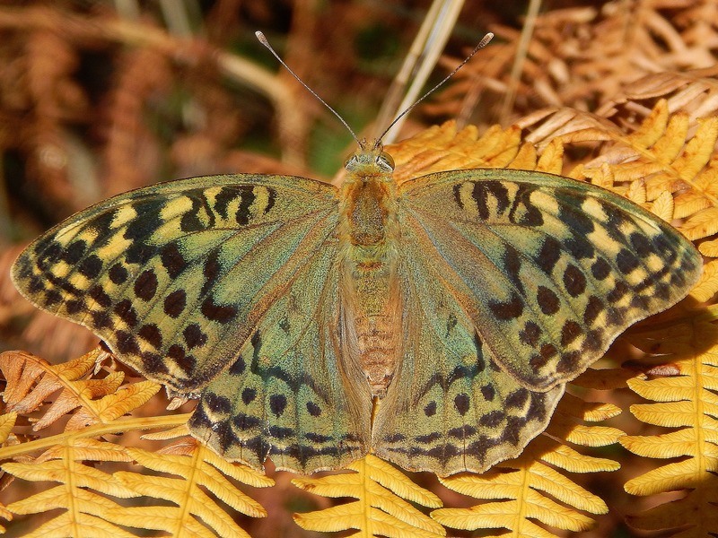 Argynnis aglaja